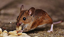 24 Hour & Emergency Exterminators in Saint Inigoes, MD